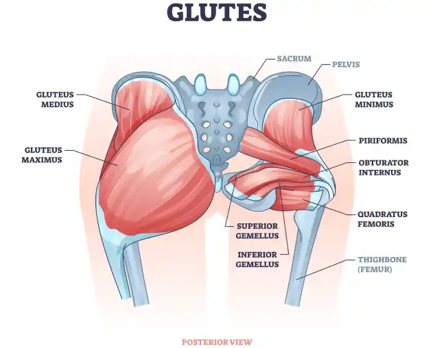 a images showing the anatomy of glutes muscles in human body.